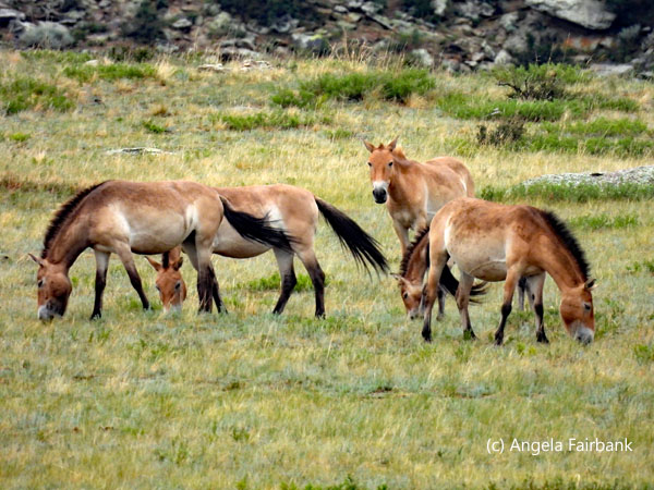 wild horses 2