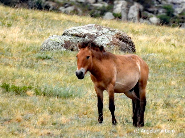wild horse