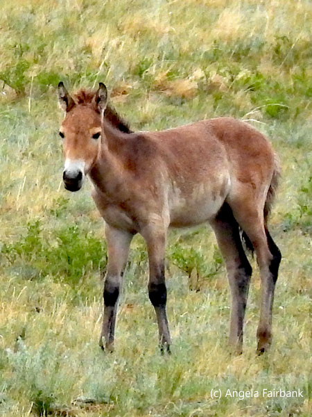 wild foal