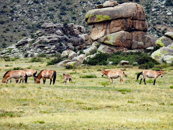 rocks and wild horses