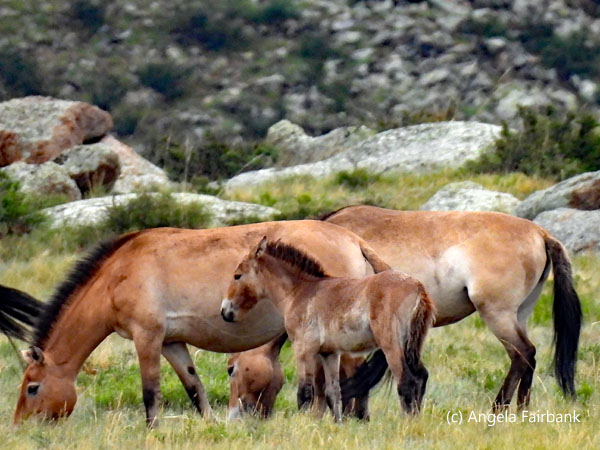 wild horses 3