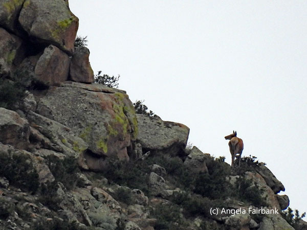 deer on rocky mountain