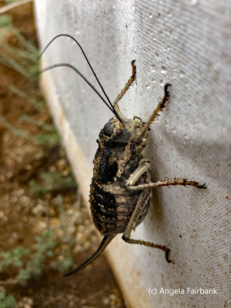huge insect on ger