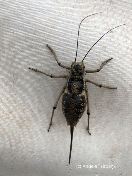 huge insect on ger 2