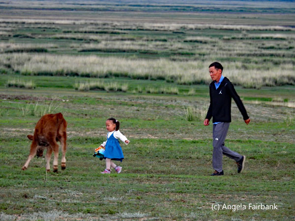 father and daughter herding cows 1