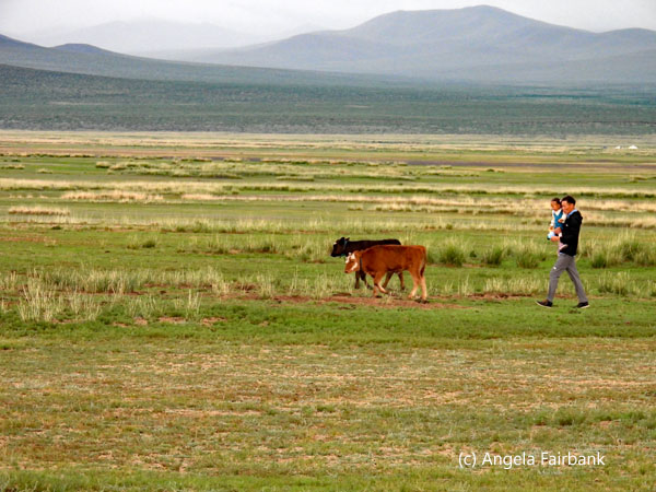 father and daughter herding cows 2