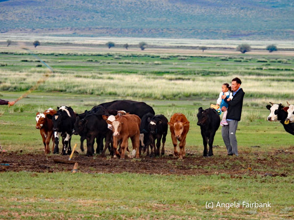 father and daughter herding cows 3