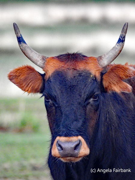 bull