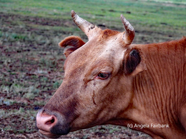 brown cow head