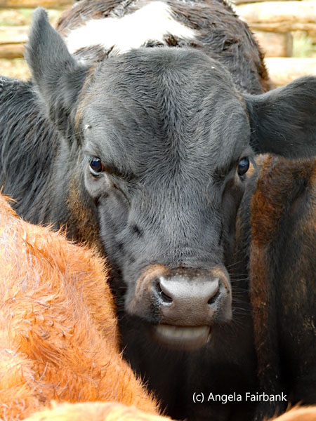 black cow face