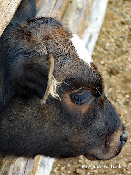 young black cow