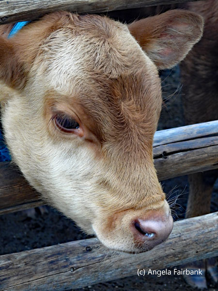 young beige cow