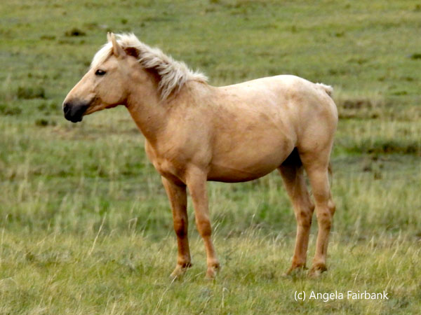 1 wild horse