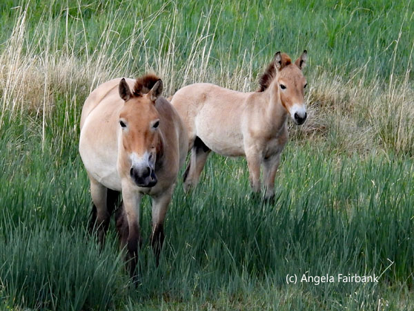 2 wild horses 1