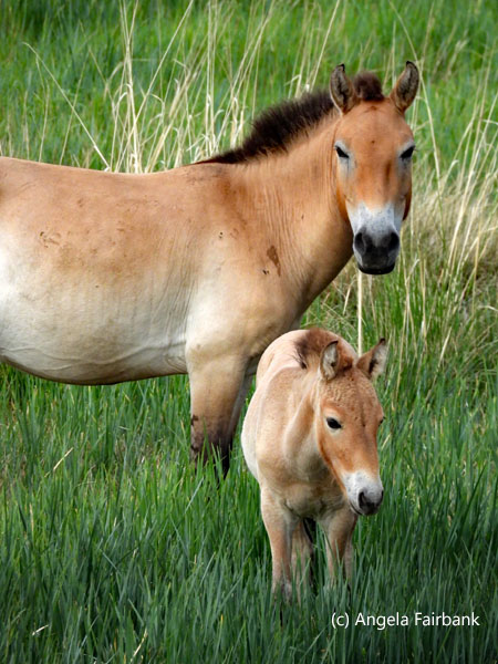 2 wild horses 2