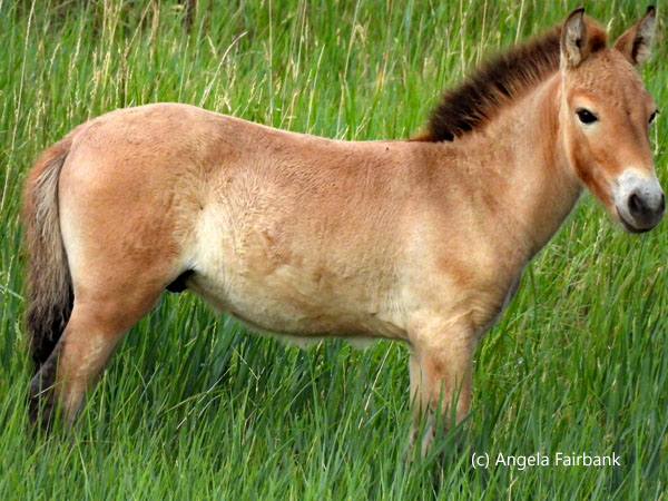 wild horse