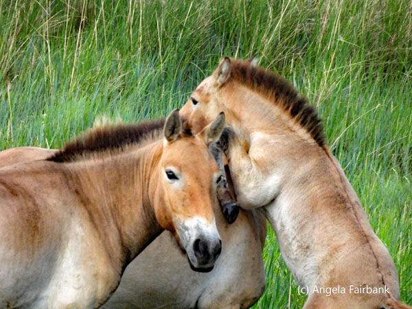 wild horses cavorting 1