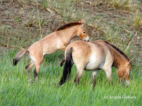 wild horses cavorting 2