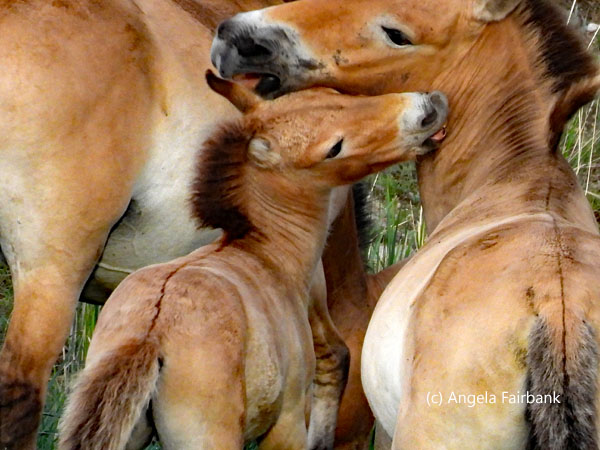 wild horses licking