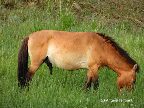 stallion