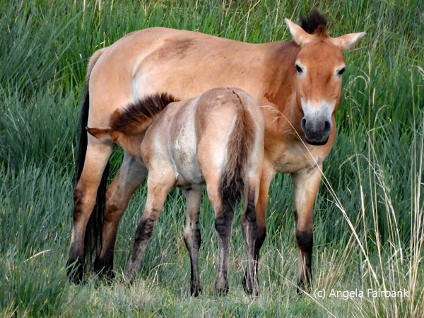 mare and foal nursing