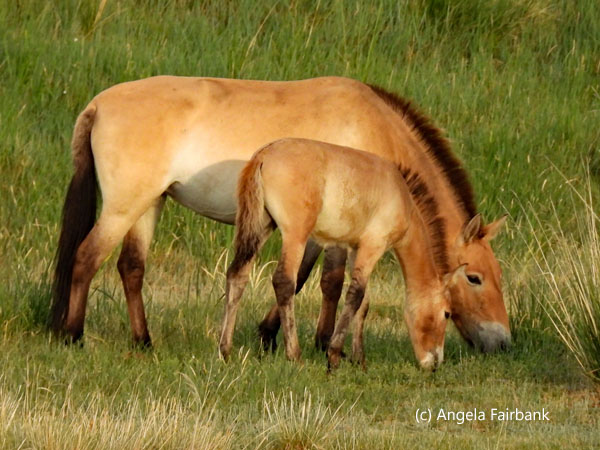 mother and foal