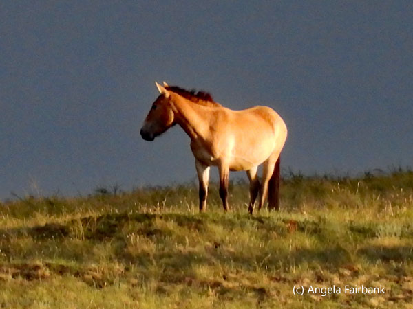 golden horse on the steppe 1
