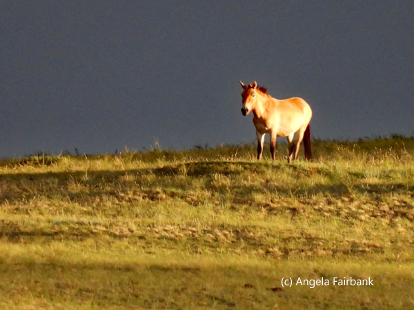 golden horse on the steppe 2