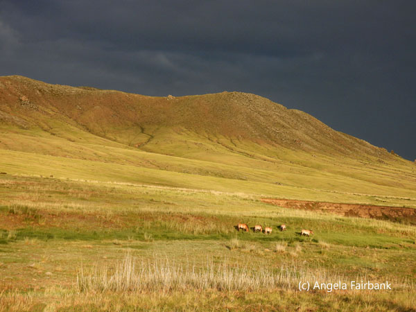 steppe in the golden light 1