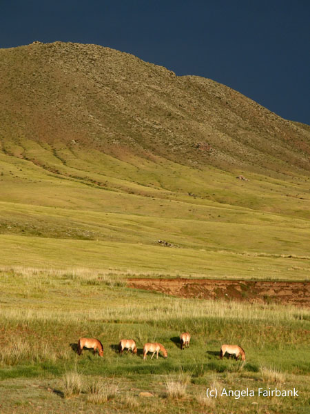 steppe in the golden light 2