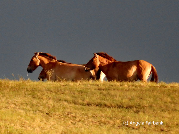 golden horses on the steppe
