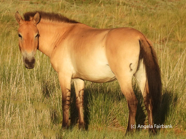 golden horse nearby