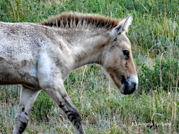 mottled foal after magic hour