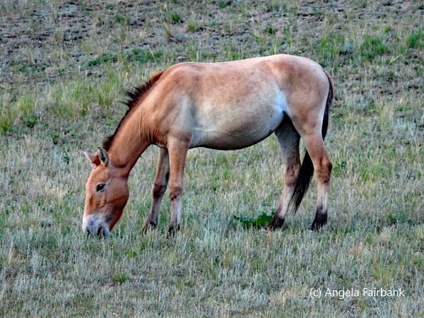 mare after magic hour 2