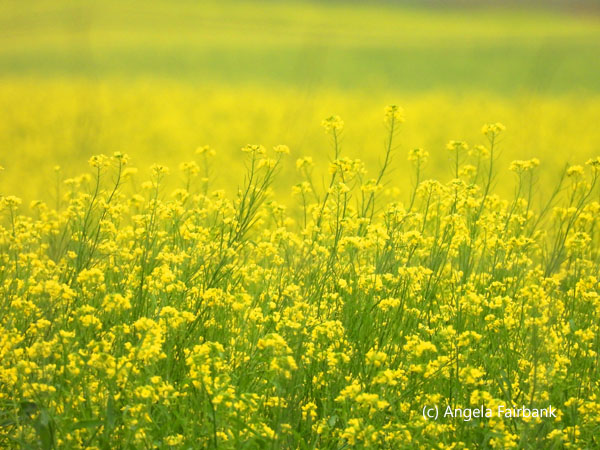 rape seed