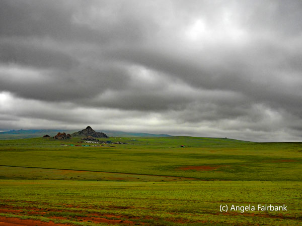 fields of rape seed