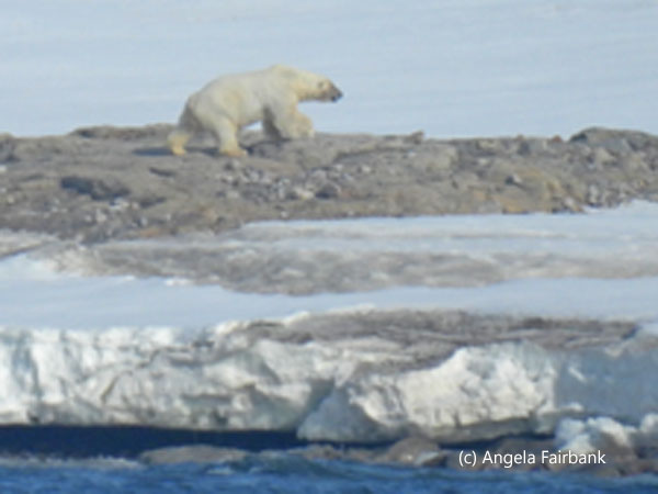 polar bear 1