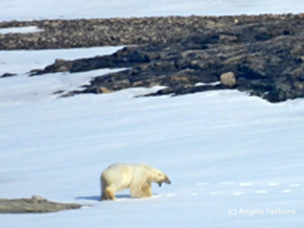 polar bear 2