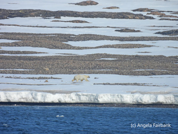 polar bear 3