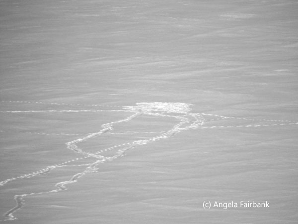 multiple polar bear tracks 