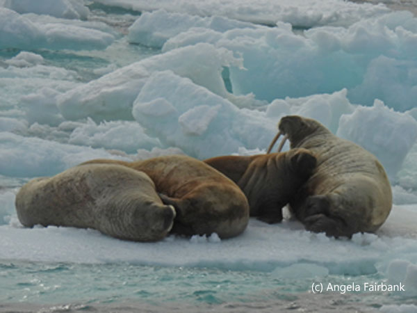4 walruses on iceberg 1