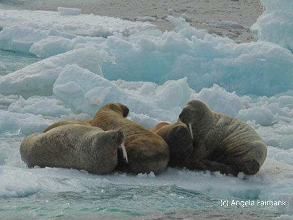 4 walruses on iceberg 2r 