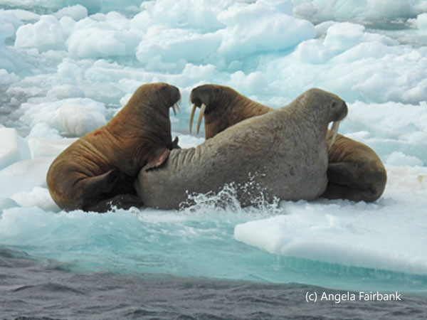 3 walruses on iceberg