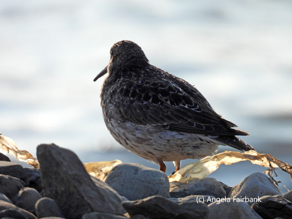 purple sandpiper
