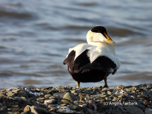male common eider
