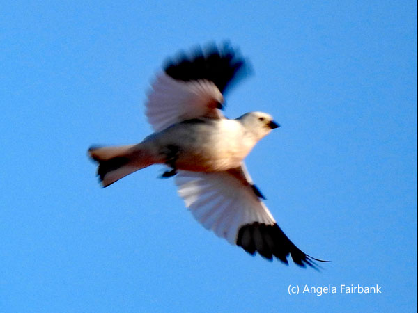 snow bunting in flight