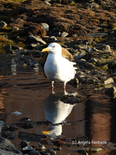 glaucous gull