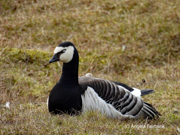 barnacle goose