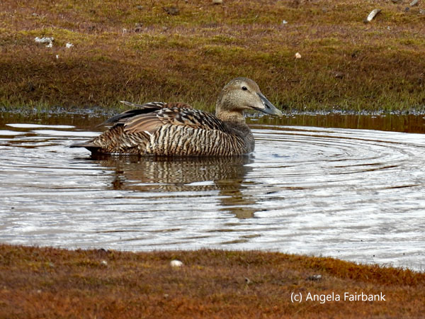 female eider