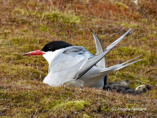 arctic tern
